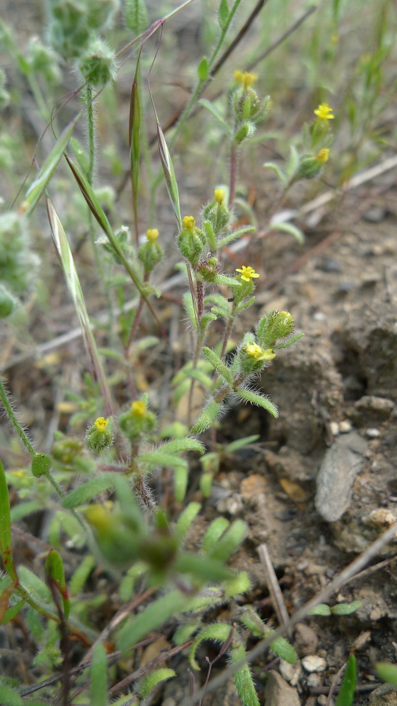Opposite-Leaved Tarweed photo 2