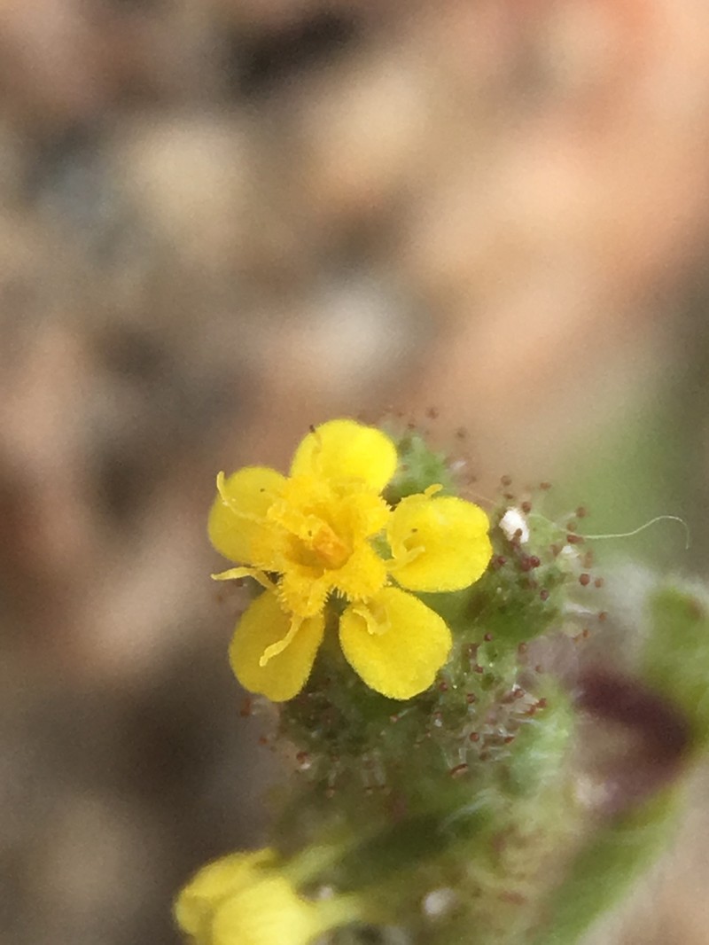 Opposite-Leaved Tarweed photo 3