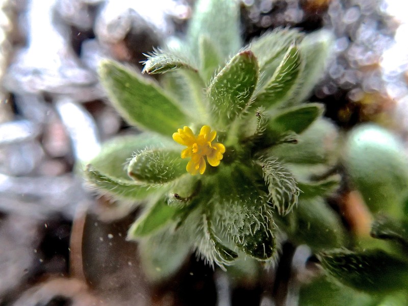 Opposite-Leaved Tarweed