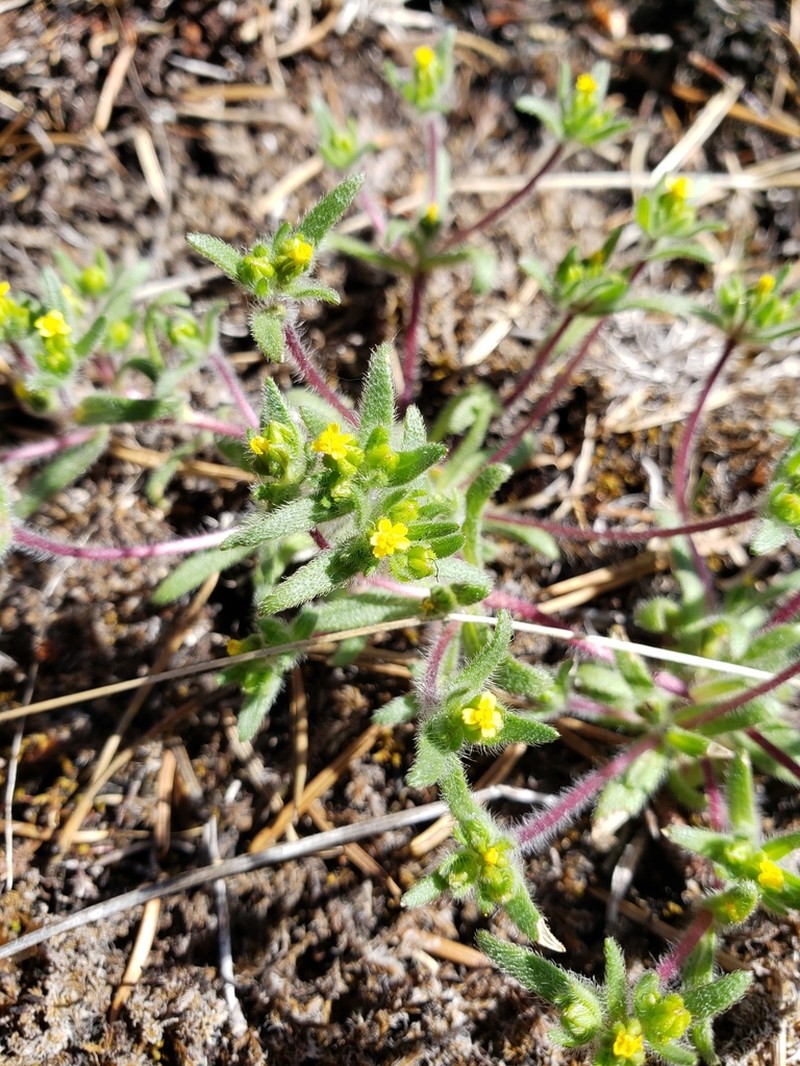 Opposite-Leaved Tarweed