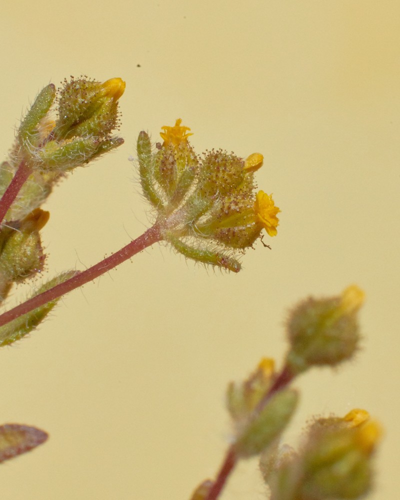 Opposite-Leaved Tarweed photo 2