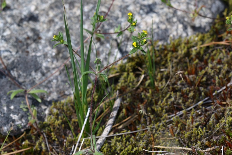 Opposite-Leaved Tarweed photo 3