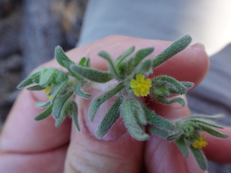 Opposite-Leaved Tarweed photo 4