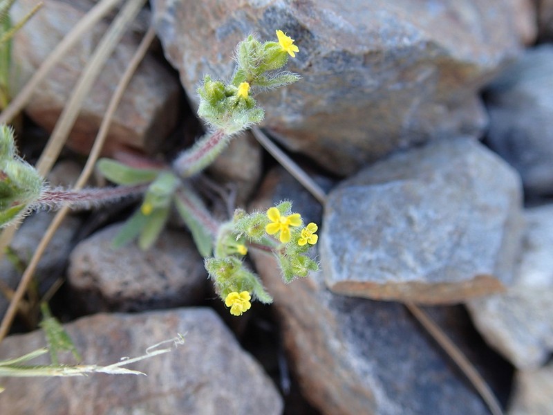 Opposite-Leaved Tarweed photo 5