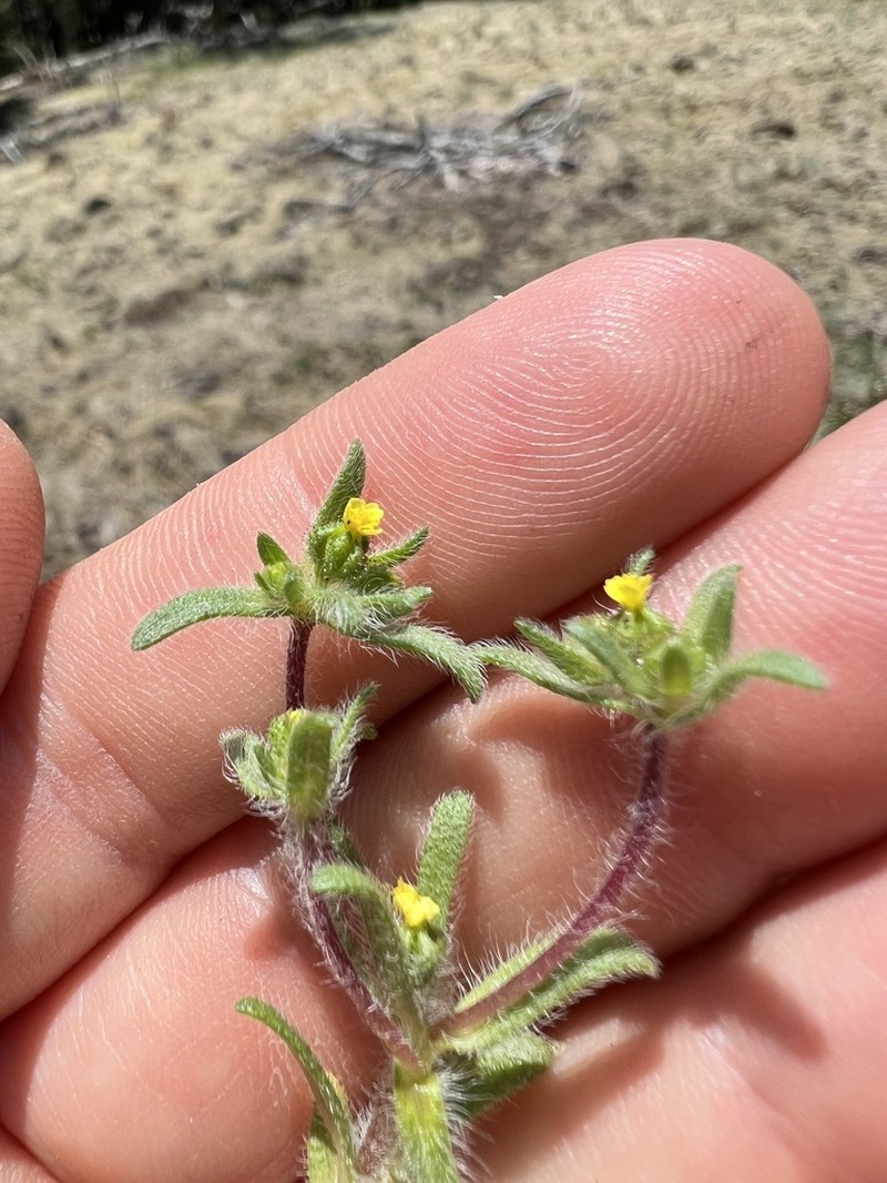 Opposite-Leaved Tarweed photo 6
