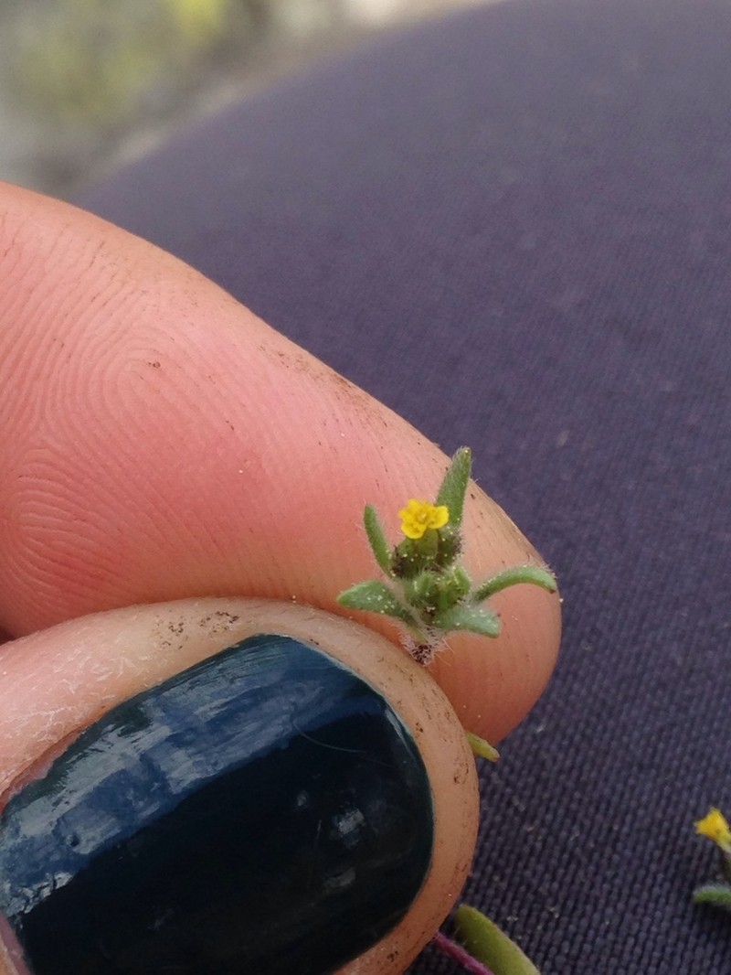 Opposite-Leaved Tarweed photo 7