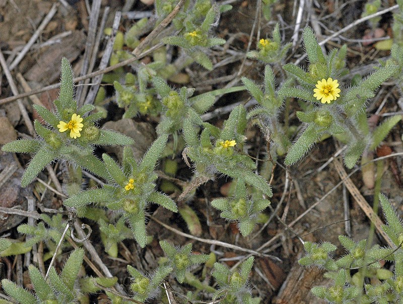 Opposite-Leaved Tarweed photo 8