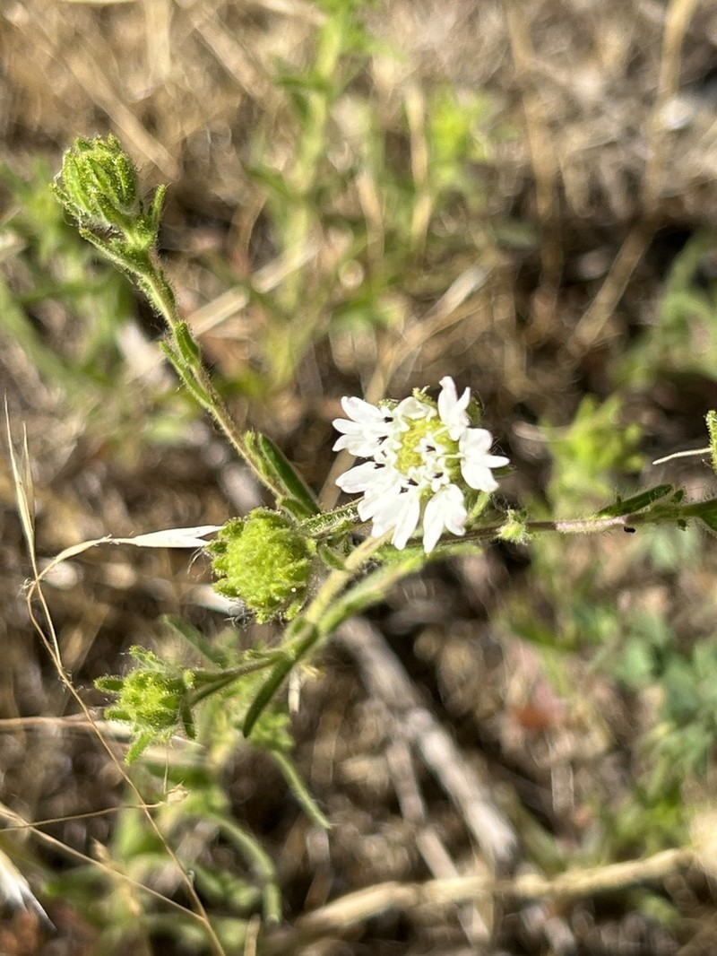 Hayfield Tarweed photo 2