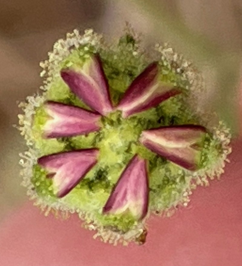 Hayfield Tarweed photo 3
