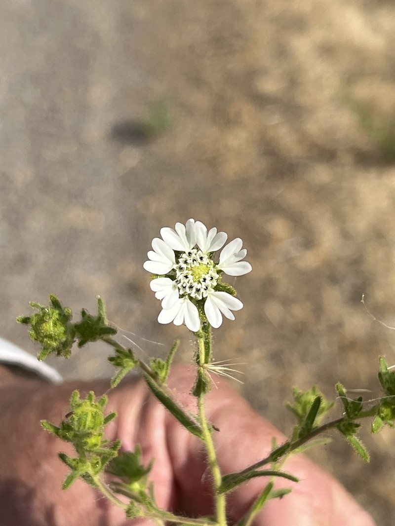 Hayfield Tarweed photo 5