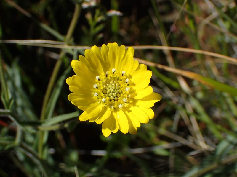 Hayfield Tarweed photo 6