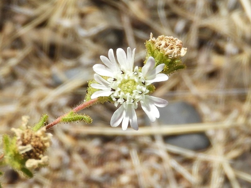 Hayfield Tarweed photo 7