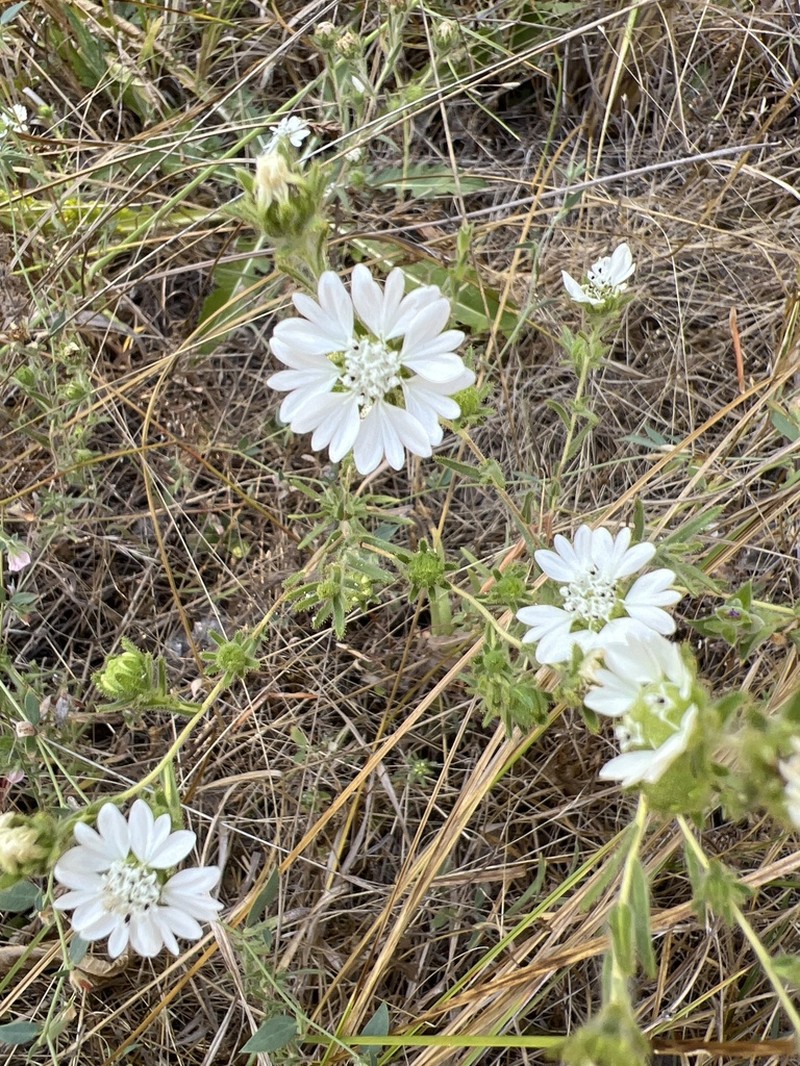 Hayfield Tarweed photo 8