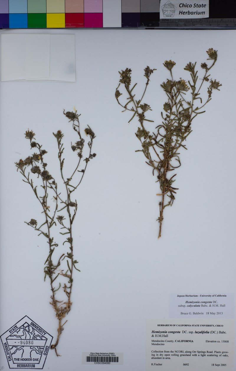 Hemizonia congesta subsp. calyculata photo 4