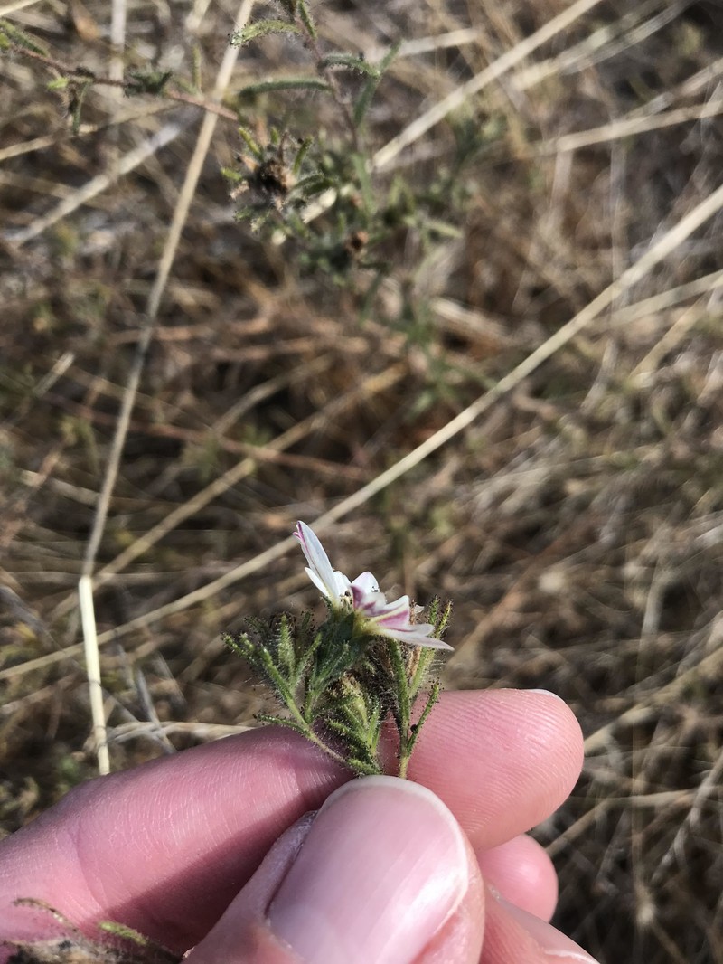 Hemizonia congesta subsp. calyculata
