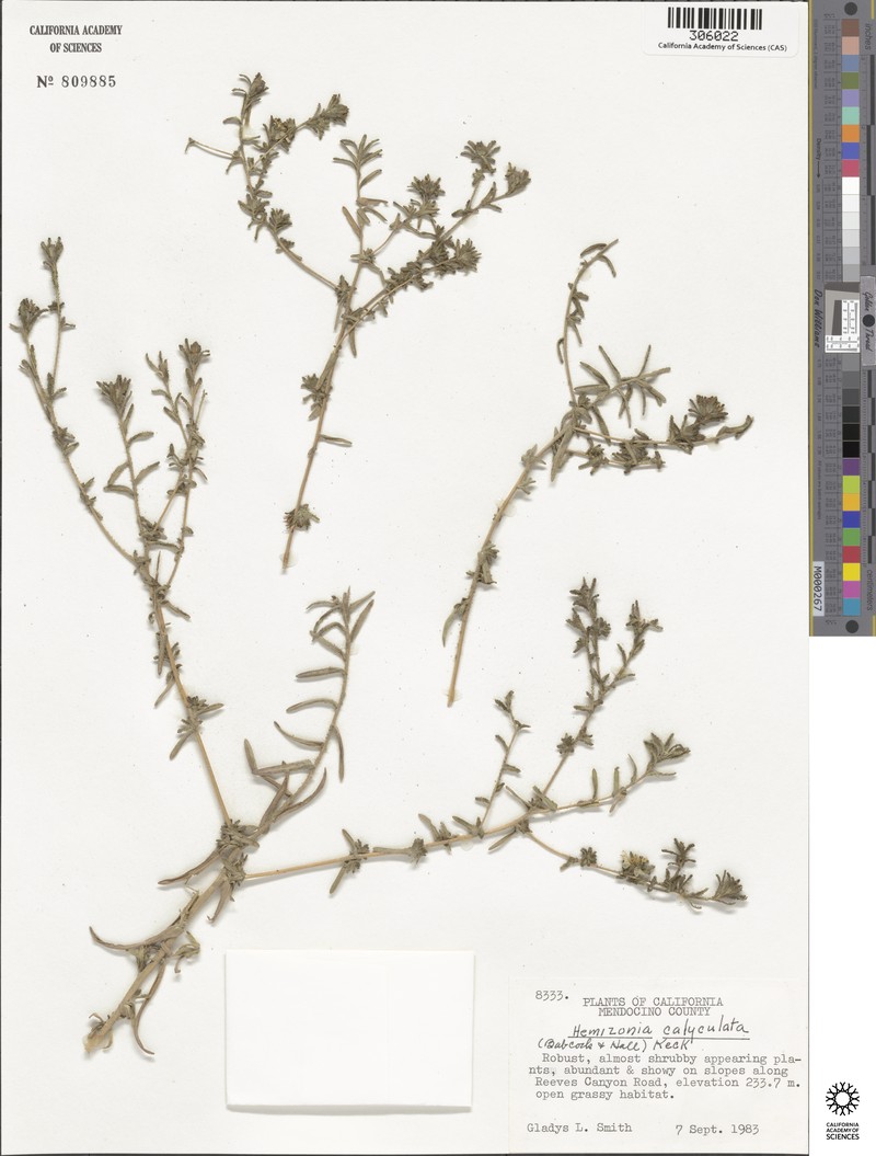 Hemizonia congesta subsp. calyculata photo 2