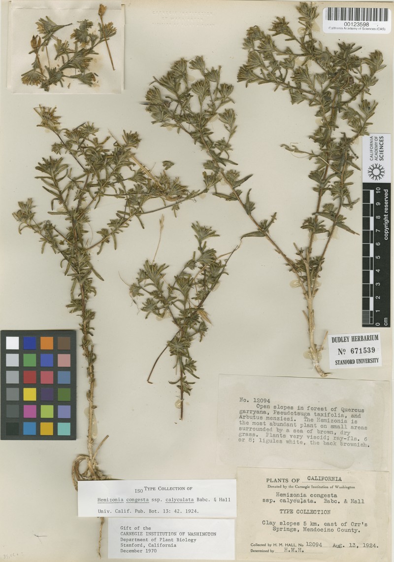 Hemizonia congesta subsp. calyculata photo 3
