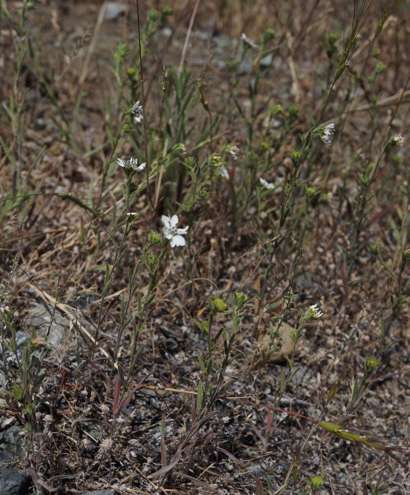Hemizonia congesta subsp. clevelandii