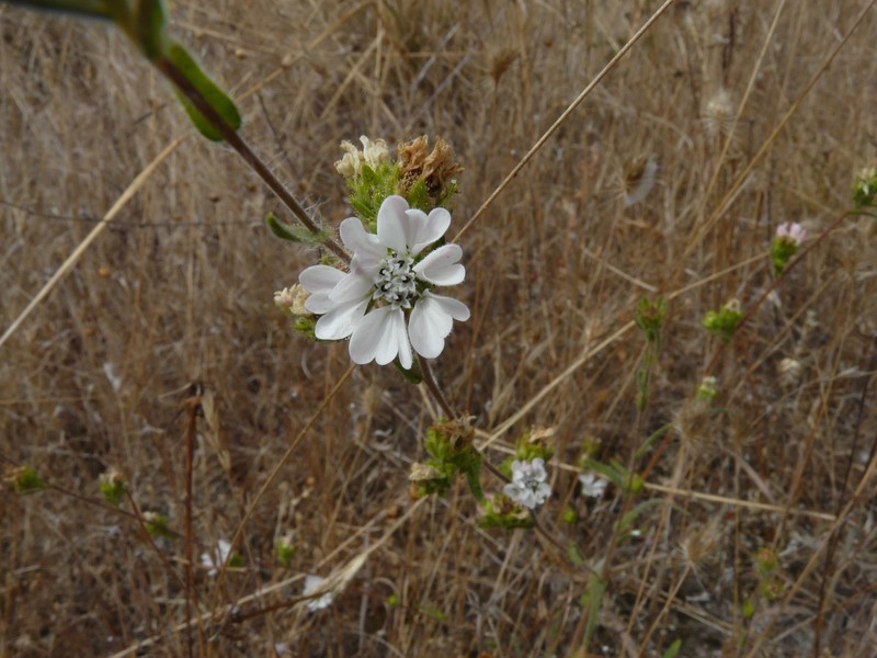 Hemizonia congesta subsp. clevelandii photo 2