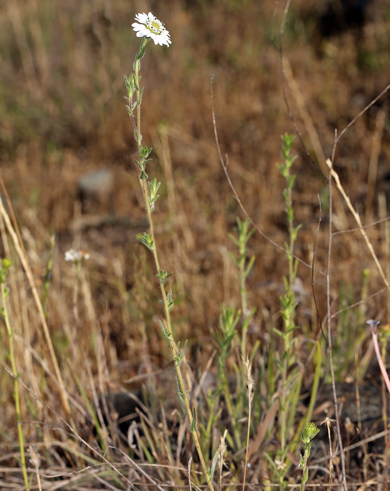 Hemizonia congesta subsp. clevelandii photo 3