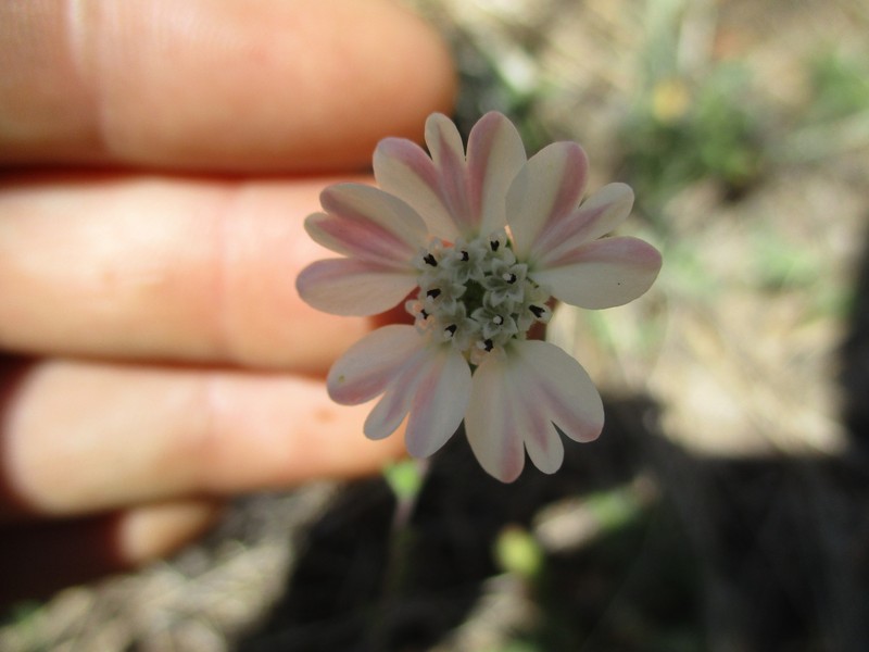 Hemizonia congesta subsp. clevelandii photo 4