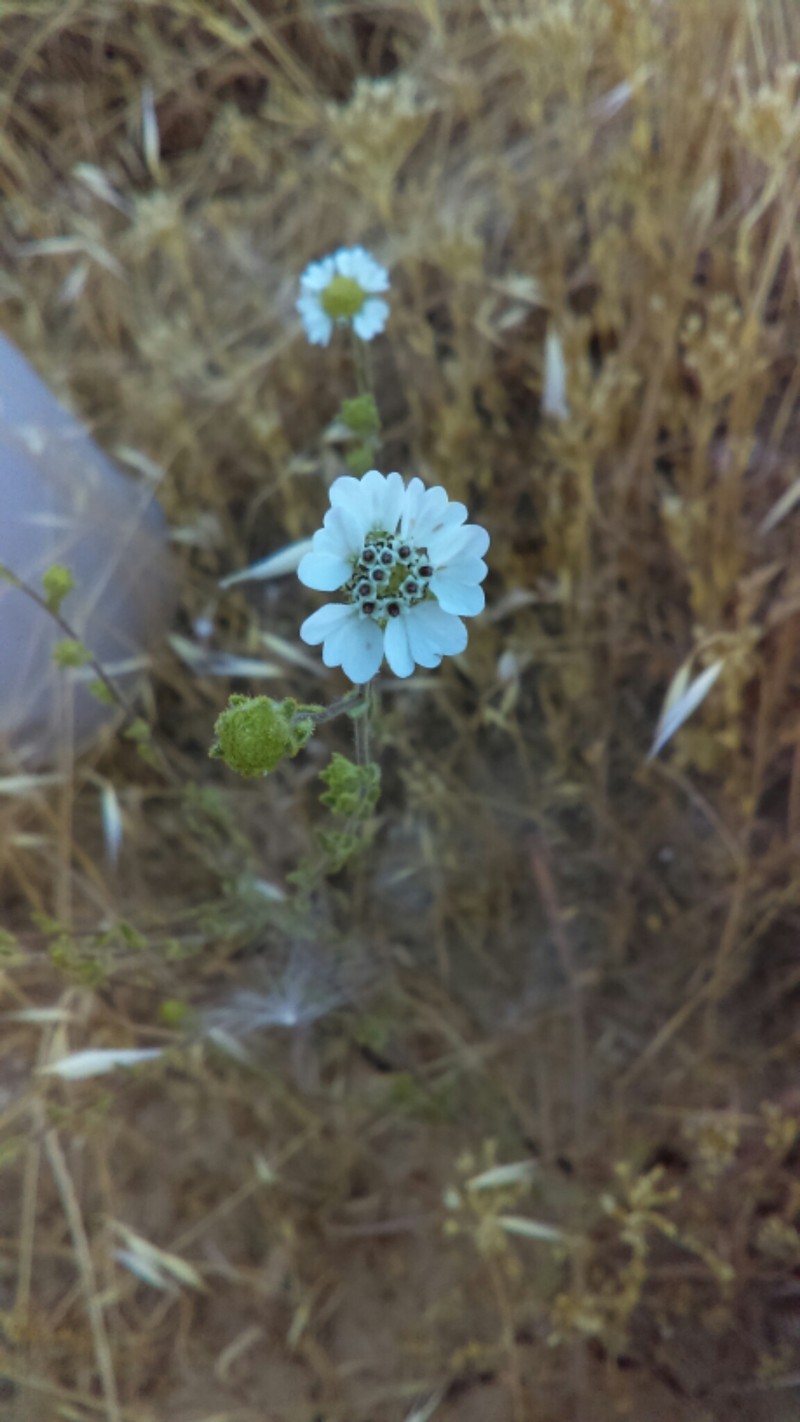 Hemizonia congesta subsp. clevelandii photo 5