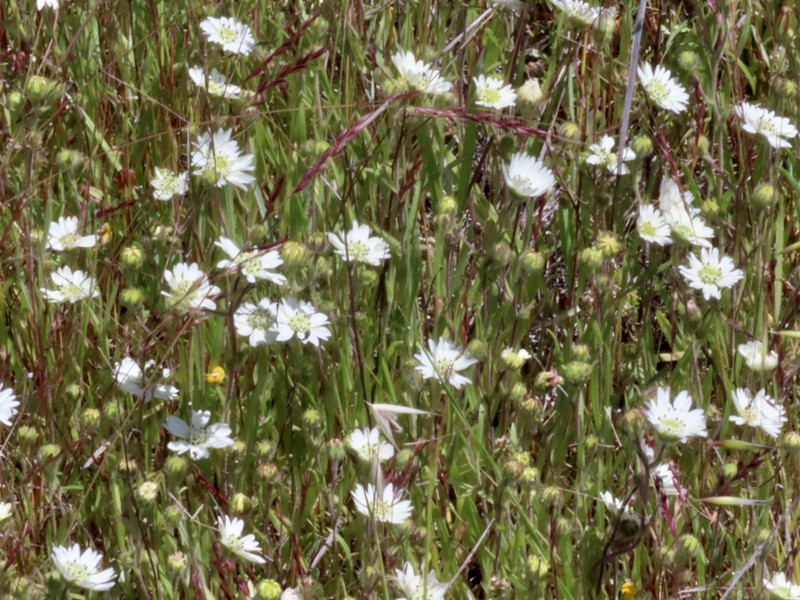 Hemizonia congesta subsp. congesta