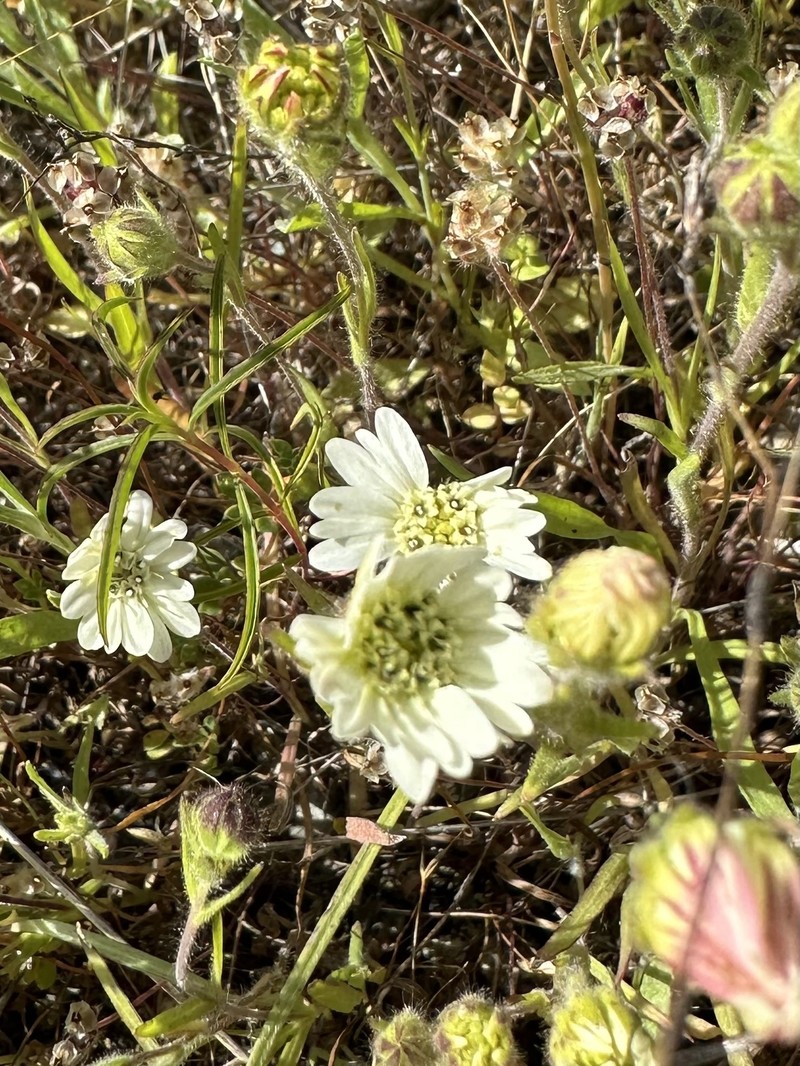 Hemizonia congesta subsp. congesta photo 2