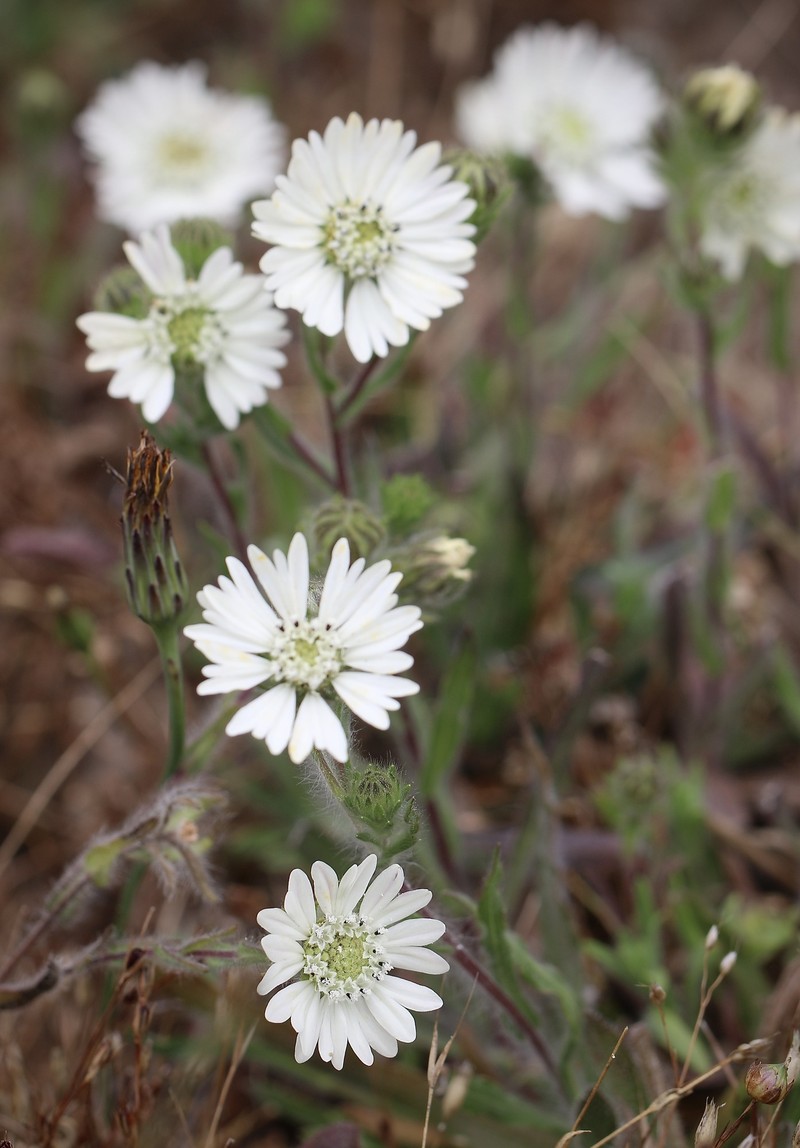 Hemizonia congesta subsp. congesta photo 3