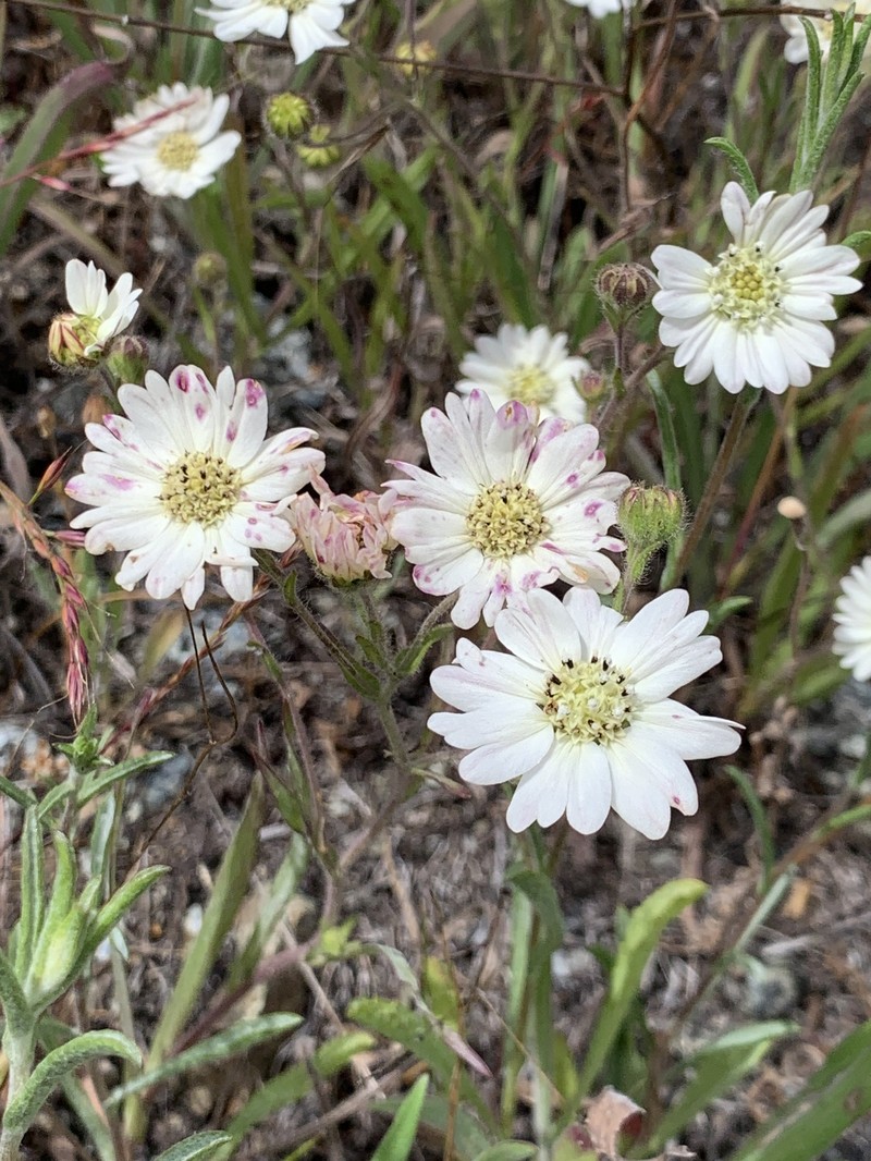 Hemizonia congesta subsp. congesta photo 4