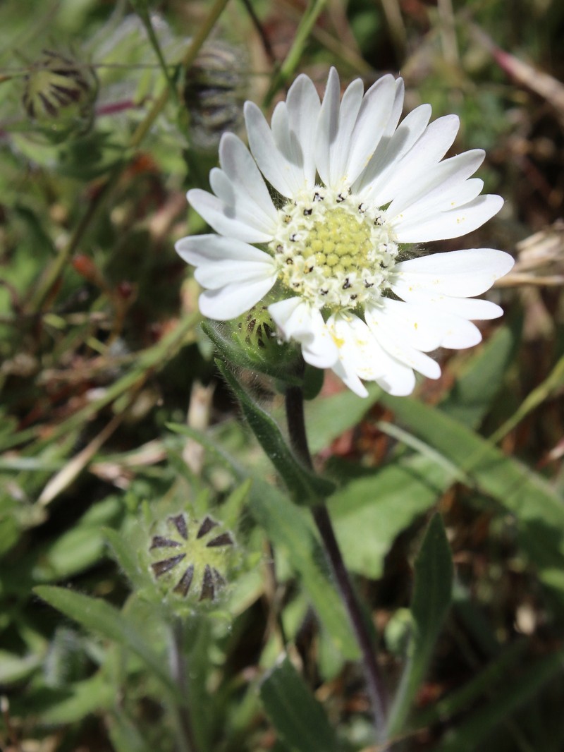 Hemizonia congesta subsp. congesta photo 6