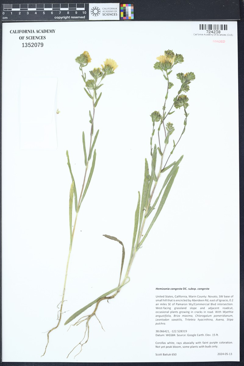 Hemizonia congesta subsp. congesta photo 8
