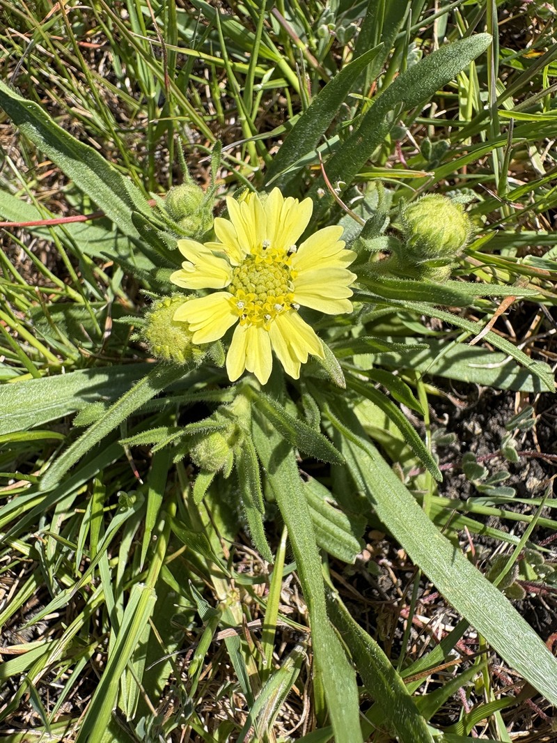 Hemizonia congesta subsp. lutescens