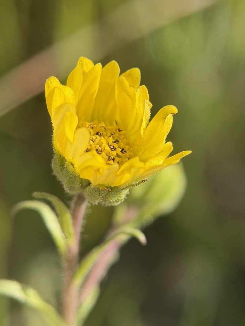 Hemizonia congesta subsp. lutescens photo 2