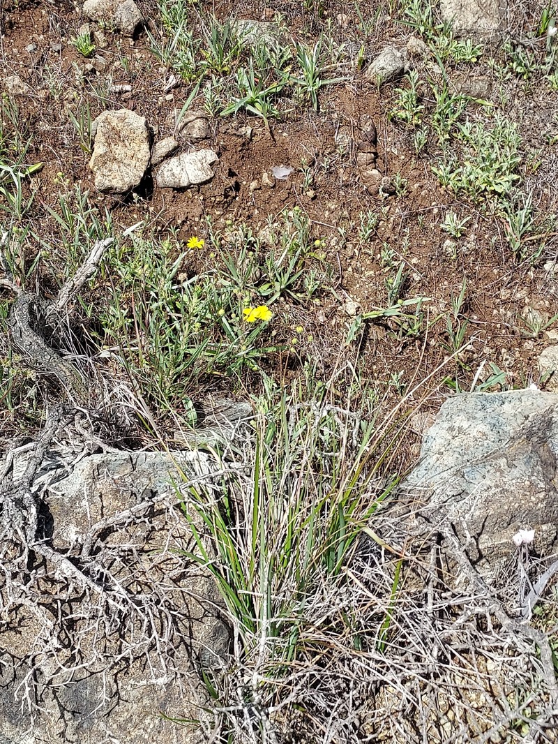 Hemizonia congesta subsp. lutescens photo 3