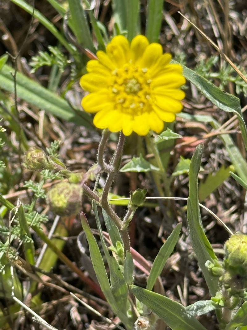 Hemizonia congesta subsp. lutescens photo 4