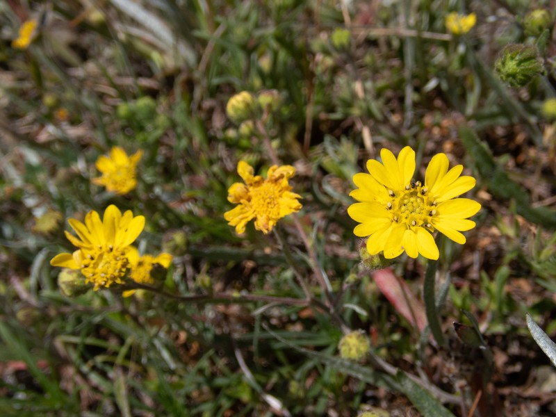 Hemizonia congesta subsp. lutescens photo 5