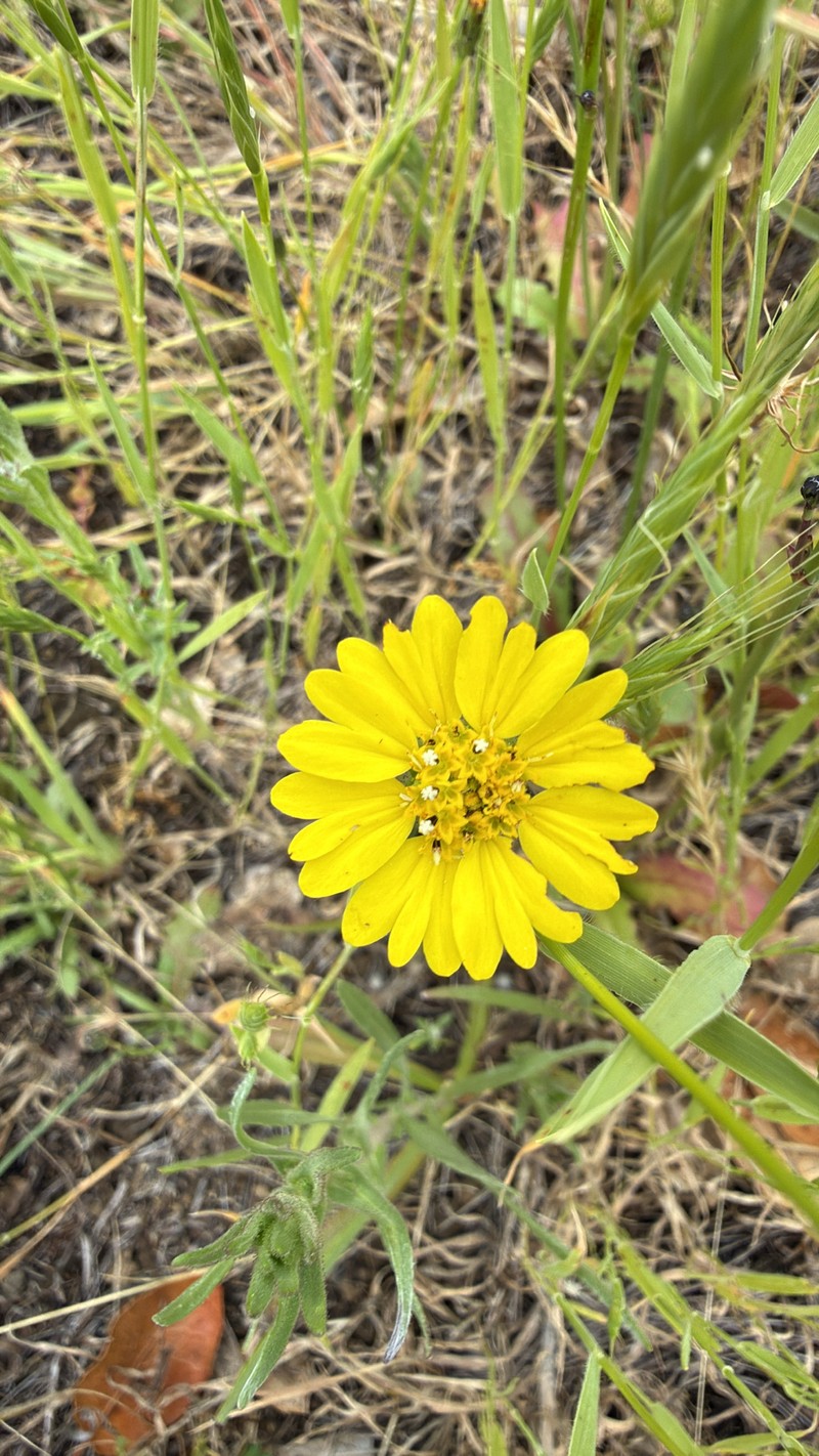 Hemizonia congesta subsp. lutescens photo 6