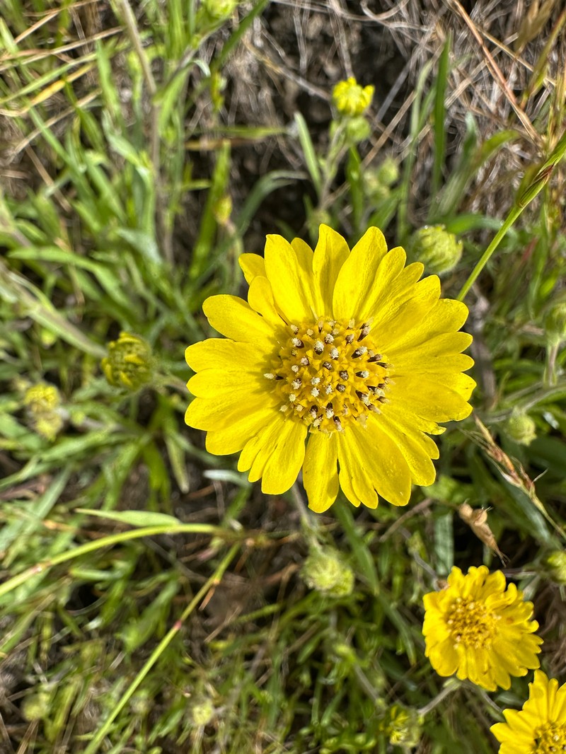 Hemizonia congesta subsp. lutescens photo 7
