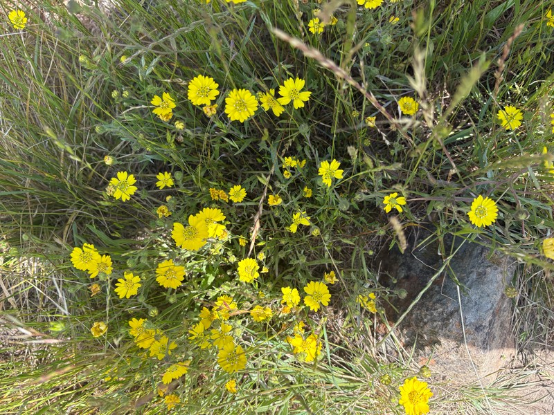 Hemizonia congesta subsp. lutescens photo 8