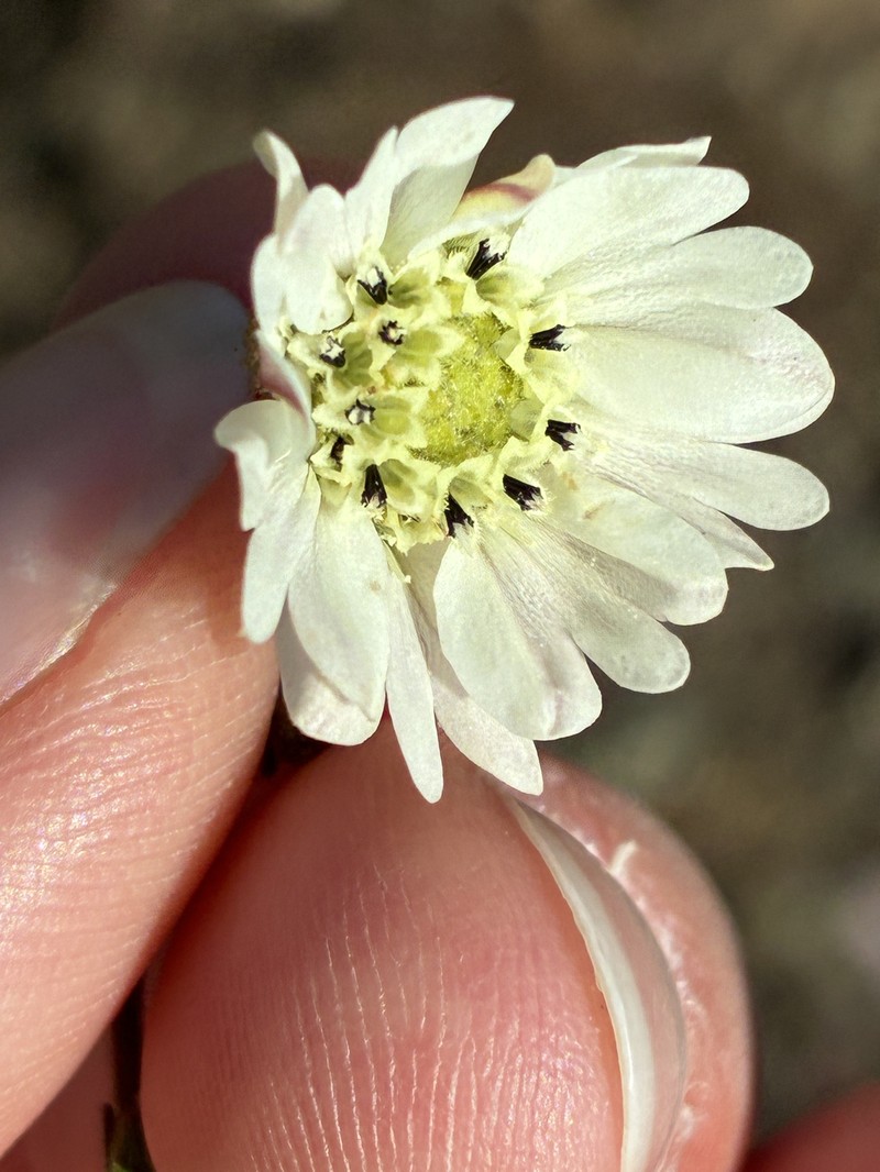 Hemizonia congesta subsp. luzulifolia