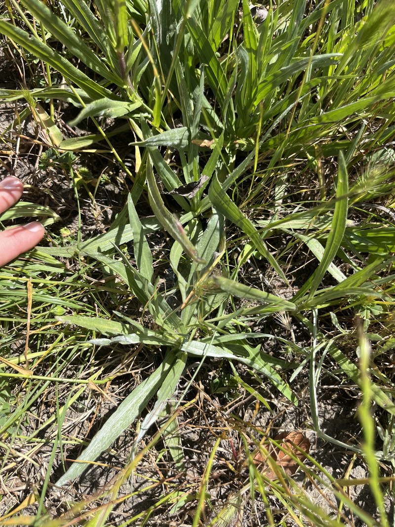 Hemizonia congesta subsp. luzulifolia photo 3