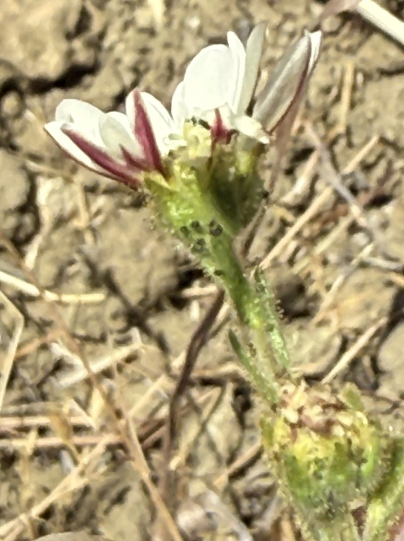 Hemizonia congesta subsp. luzulifolia photo 5