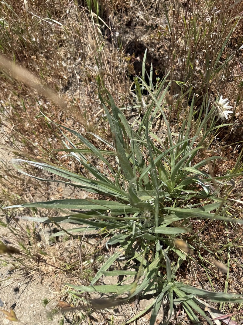 Hemizonia congesta subsp. luzulifolia photo 6