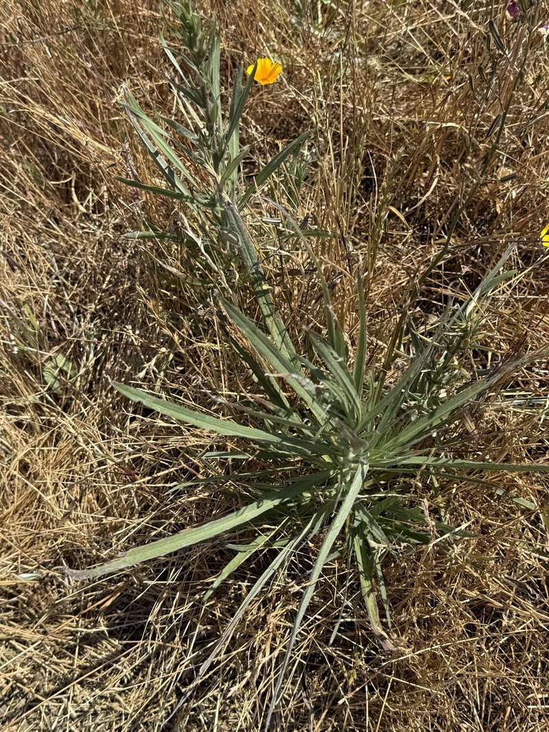 Hemizonia congesta subsp. luzulifolia photo 7