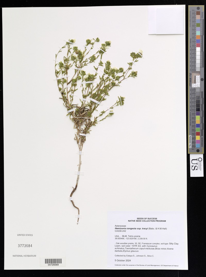 Hemizonia congesta subsp. tracyi