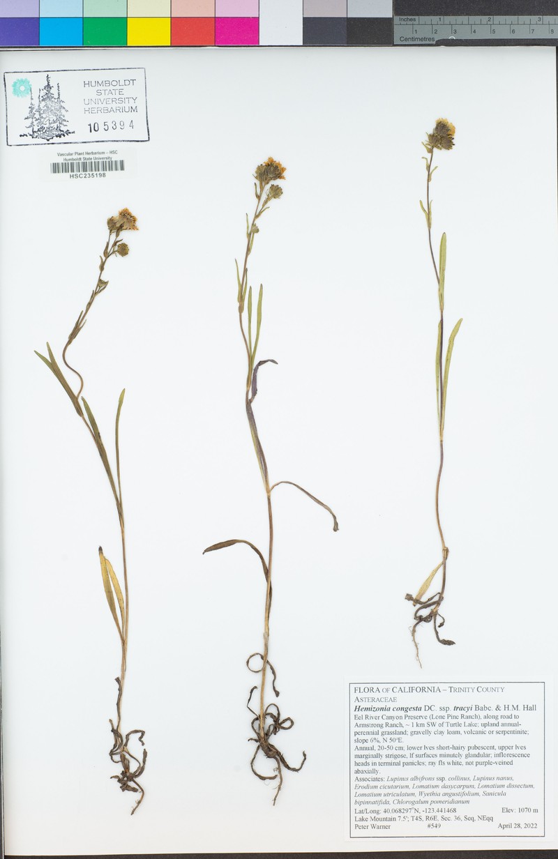 Hemizonia congesta subsp. tracyi photo 2