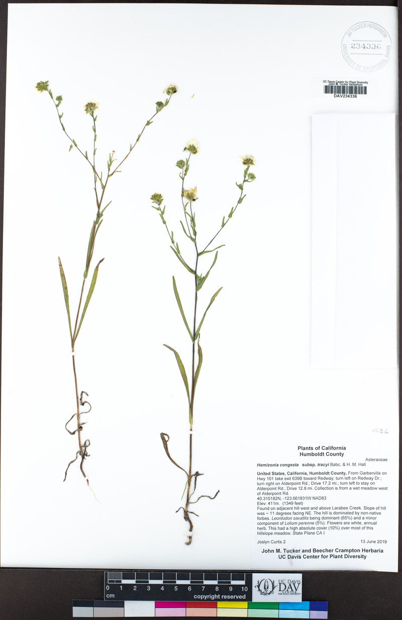Hemizonia congesta subsp. tracyi photo 3