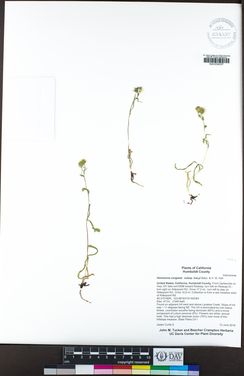 Hemizonia congesta subsp. tracyi photo 4