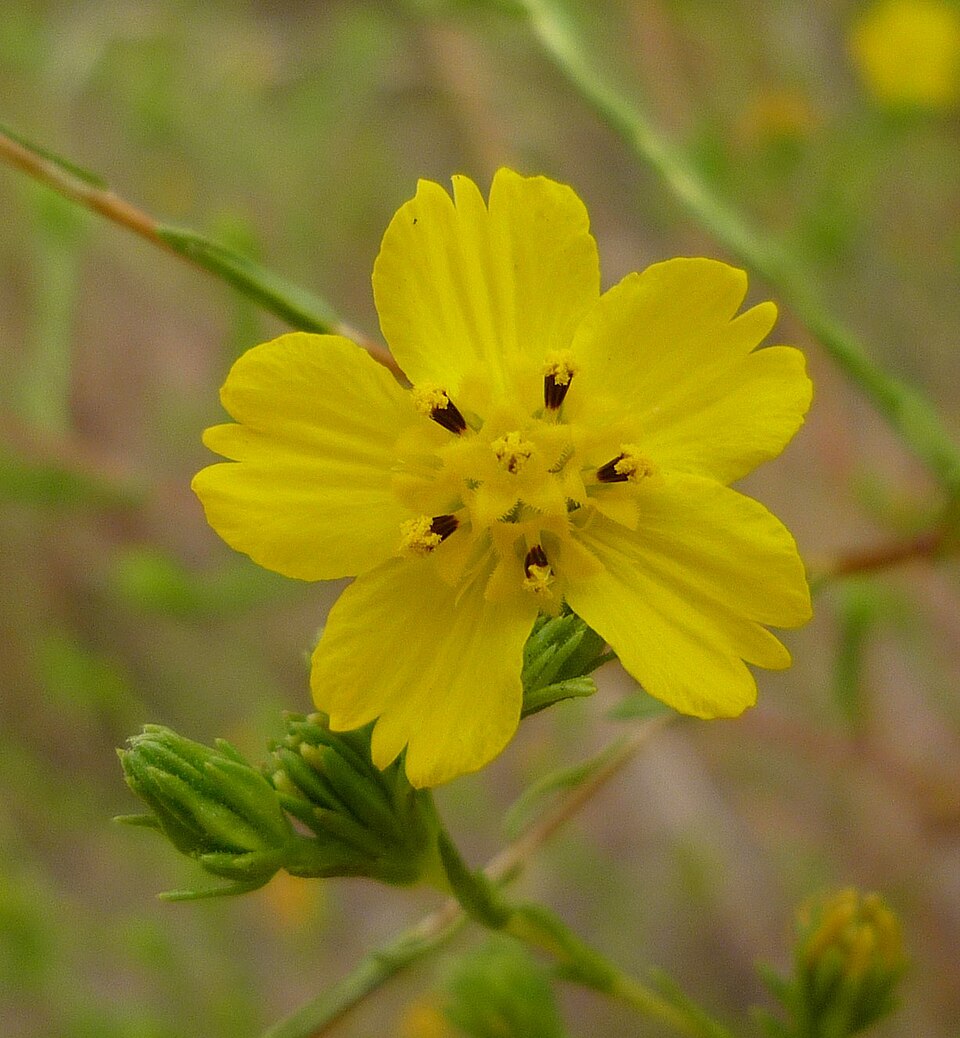 Clustered Tarweed